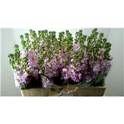 image фото Matthiola pink - левкой оптом купить цветы и растения из Голландии, Германии, Италии, Испании, Дании, Эквадора, Колумбии, Азии, Африки, Израиля, Китая, Тайланда, Тайваня с доставкой по Украине в: Киев, Львов, Черкассы, Кировоград, Полтава, Ровно, Днепропетровск, Запорожье, Харьков, Кривой Рог, Днепр, Одесса, Николаев, Херсон, Умань, Кропивницкий